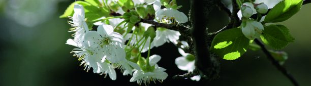 Kirschblüte