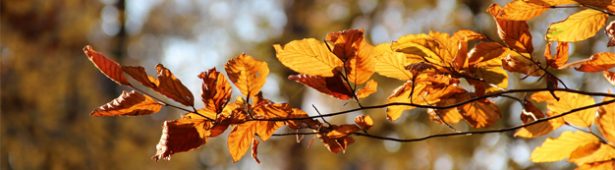 Herbstbild