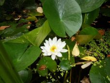 seerose 3